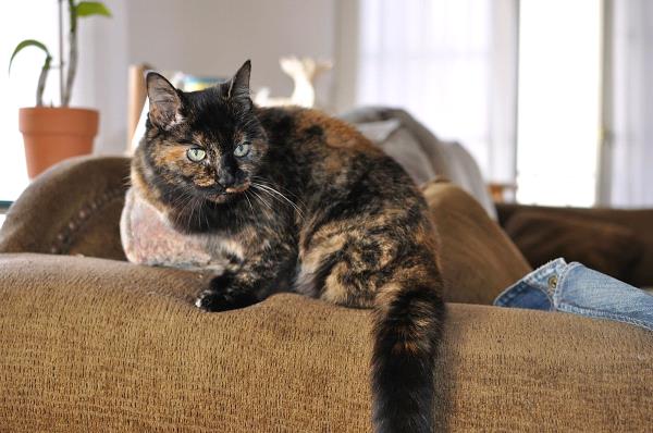 /Images/uploads/Friends of Seal Beach Animal Care Center/2022sbacc/entries/21521thumb.jpg